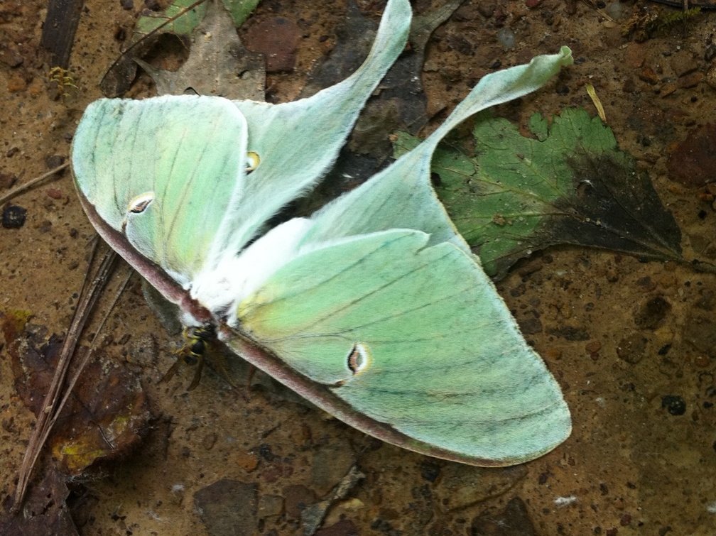 Sheltowee Trace, Red River Gorge